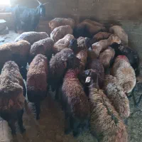 میش
