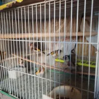 هفت تا سهره و دو تا سهره خاکی