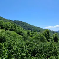 کارگر کار دامداری و باغداری