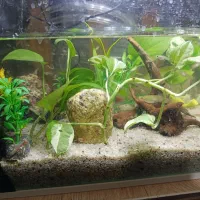 انواع ماهی های زینتی،گوپی،پلاتی،مولی و کوپی زیبا|ماهی|مشهد, طبرسی شمالی|دیوار