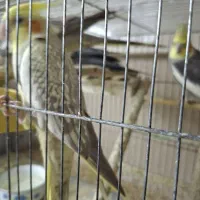 ۲ جفت عروس هلندی|پرنده|گرگان, |دیوار