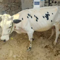 گاو سیمینتال