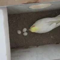 عروس|پرنده|اهر, |دیوار