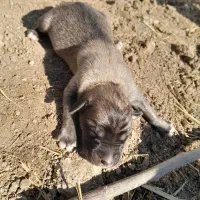 سگ ترکمن|سگ|گنبد کاووس, |دیوار