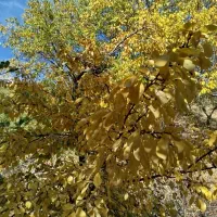 هرس و پیوند