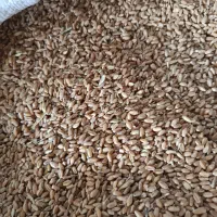 گندم چمران 2 قیمت مناسب