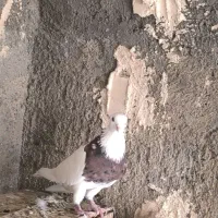 طوقی درجه یک|پرنده|کارون, |دیوار