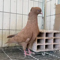 نواری زرد