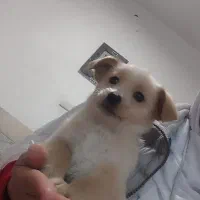 دو عدد توله سگ نر و ماده 2ماهه|سگ|ورامین, ورامین|دیوار