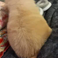 اشتیپز تریز