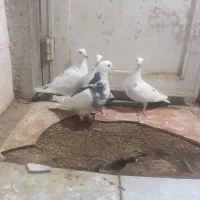 پلاکی|پرنده|خرم‌آباد, |دیوار