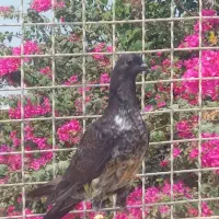 یک جفت چپرا درجه یک