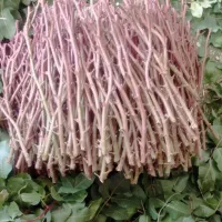 ترکه|خدمات باغبانی و درختکاری|کشکوئیه, |دیوار