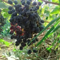 آبگیری|خوردنی و آشامیدنی|کرج, کیانمهر|دیوار