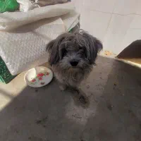 سک شیتزو شناسانه دار