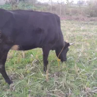 گاو چالوسی|حیوانات مزرعه|سنگر, |دیوار