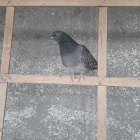 کفتر پرشی|پرنده|ساوه, |دیوار