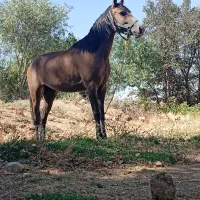 اسب مادیان|اسب و تجهیزات اسبسواری|پیشخور, |دیوار