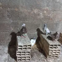 کبوتر  پرشی