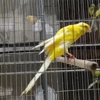 قناری کشیده بلند