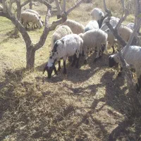 بره|حیوانات مزرعه|رفسنجان, |دیوار