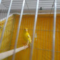 خرید و فروش پرنده طوطی کاسکو|پرنده|شیراز, زرهی|دیوار