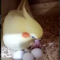 عروس هلندی سخنگو