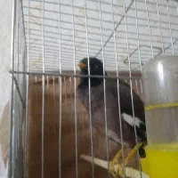 مرغ مینا