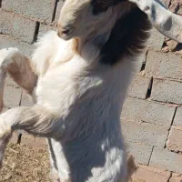 بزغاله نر|حیوانات مزرعه|تربت‌حیدریه, کلاته توکلی|دیوار