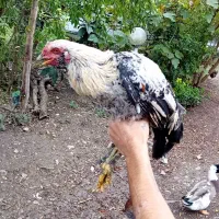 مرغ وخروس زینتی و محلی|حیوانات مزرعه|اطاقور, |دیوار