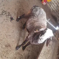 سه عدد شیشک درجه یک داشتی قیمت مناسب