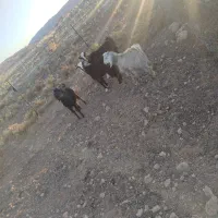 دو عدد. بز بزغاله جوان داشتی جفتی ۶۰