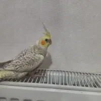 جوجه عروس هلندی نر و ماده