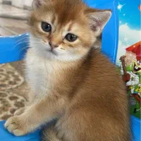 گربه گلد بریتیش|گربه|بناب, |دیوار