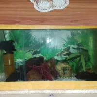 اکواریوم فروشی با تمام وسایل و ماهی