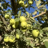 اجاره-باغ-سیب