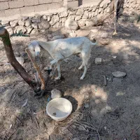 فروش دوعدد بز سالم و سرحال و دوعدد کهرنر چاق سالم