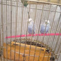 مرغ عشق پروانه ای