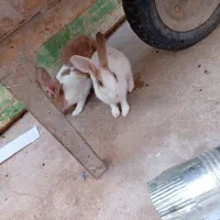 خرگوش