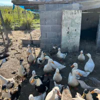 فروش اردک و غاز