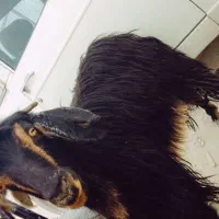 گوسفند|حیوانات مزرعه|سراوان, |دیوار