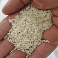 برنج عنبر بو|خوردنی و آشامیدنی|شوشتر, |دیوار