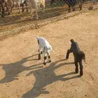 کهره شیری