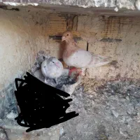 کبوتر جفتگاه