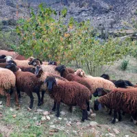 فروش گوسفند زنده