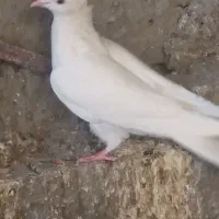 کفتر|پرنده|میبد, |دیوار