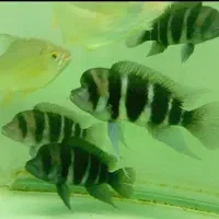 ماهی فرانتوزا