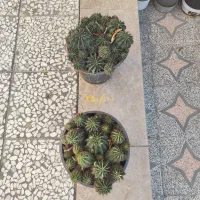 کاکتوس|گل و گیاه طبیعی|شیراز, کرونی(خاتونک)|دیوار