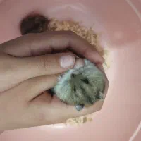 همستر کمپل نر|موش و خرگوش|بوشهر, |دیوار