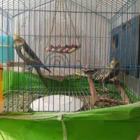 یه جفت عروس هلندی